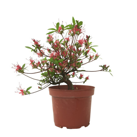 AZALEA CHOJUHO IB329