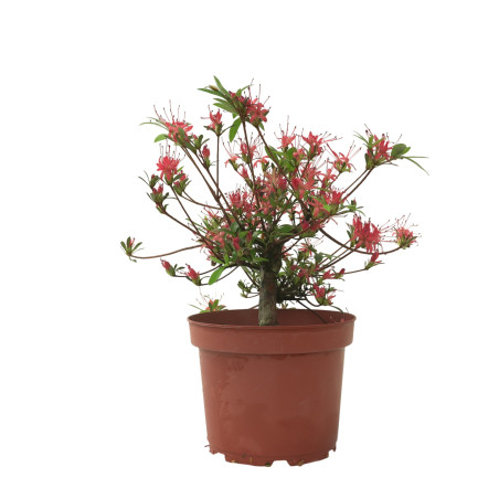 AZALEA CHOJUHO IB329