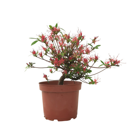 AZALEA CHOJUHO IB329