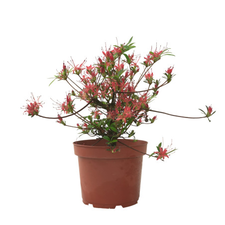 AZALEA CHOJUHO IB329