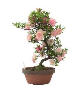 AZALEA KINUNOMAI IB338