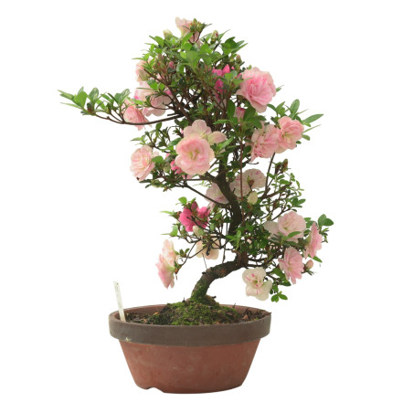 AZALEA KINUNOMAI IB338