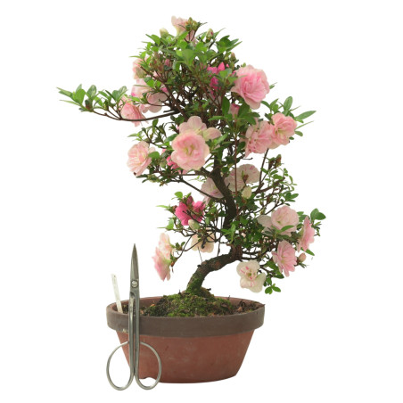 AZALEA KINUNOMAI IB338