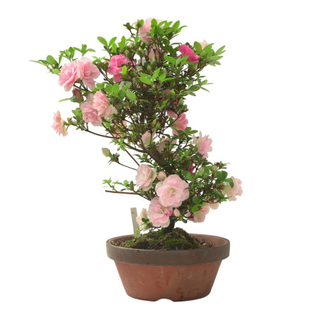 AZALEA KINUNOMAI IB338