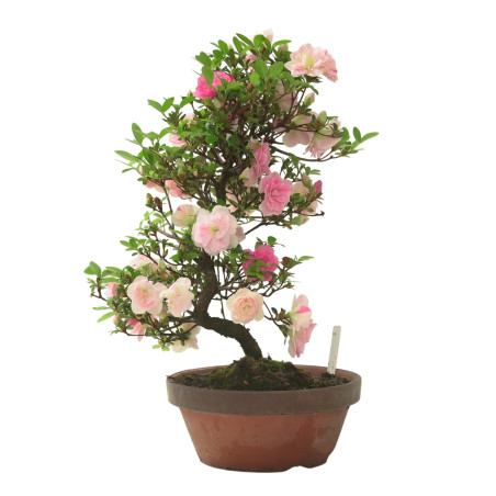 AZALEA KINUNOMAI IB338