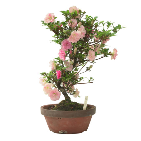 AZALEA KINUNOMAI IB338