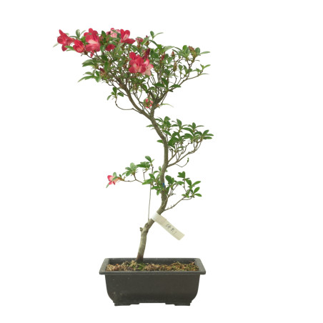 AZALEA HIMASTURI IB267