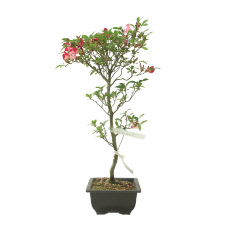 AZALEA HIMASTURI IB267