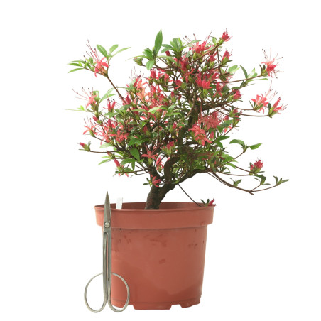 AZALEA CHOJUHO IB331