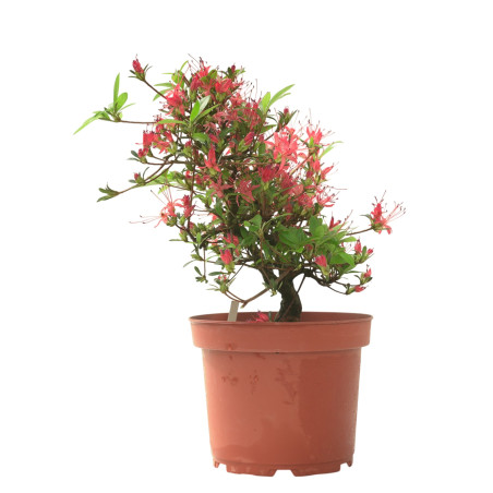 AZALEA CHOJUHO IB331