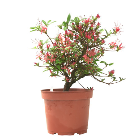 AZALEA CHOJUHO IB331