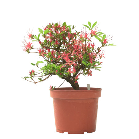 AZALEA CHOJUHO IB331