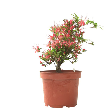 AZALEA CHOJUHO IB331