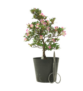 AZALEA HANAMAIKO IB320