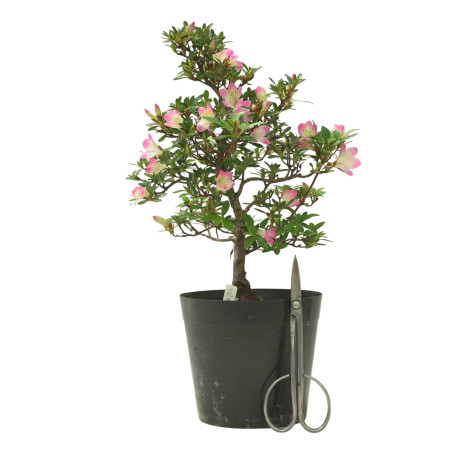 AZALEA HANAMAIKO IB320