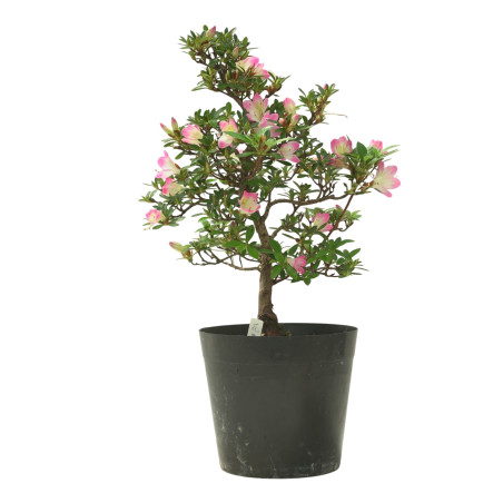 AZALEA HANAMAIKO IB320