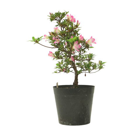 AZALEA HANAMAIKO IB320