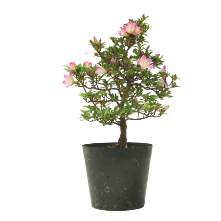 AZALEA HANAMAIKO IB320