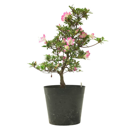 AZALEA HANAMAIKO IB320