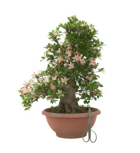 AZALEA SHOKOUN IB312