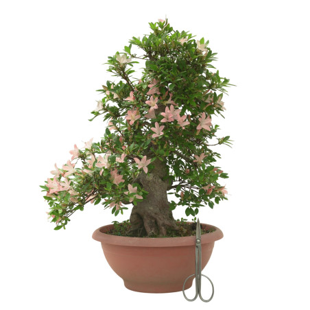 AZALEA SHOKOUN IB312