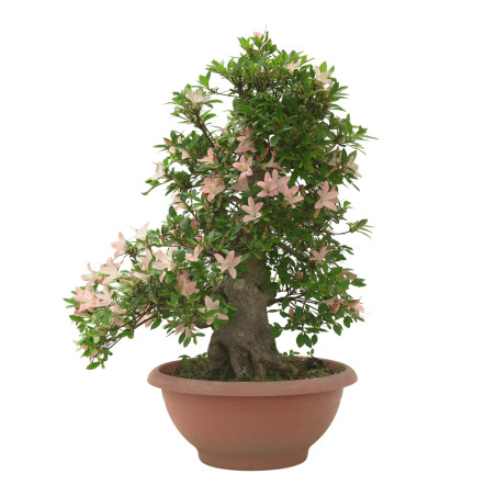 AZALEA SHOKOUN IB312