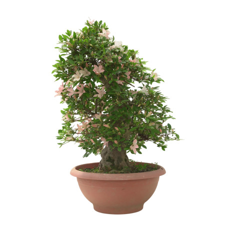 AZALEA SHOKOUN IB312