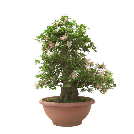AZALEA SHOKOUN IB312
