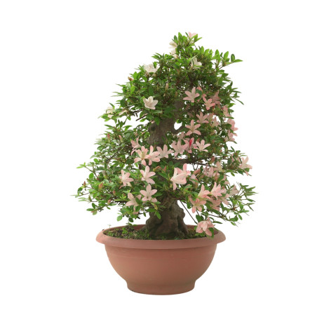 AZALEA SHOKOUN IB312