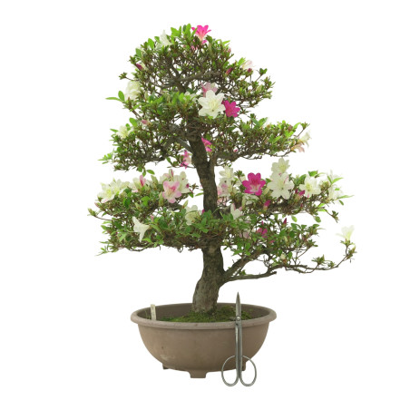 AZALEA MIYABIHIME IB298