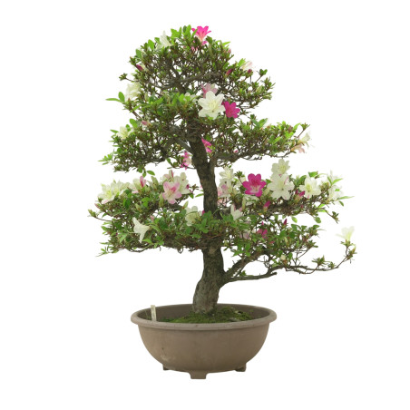 AZALEA MIYABIHIME IB298