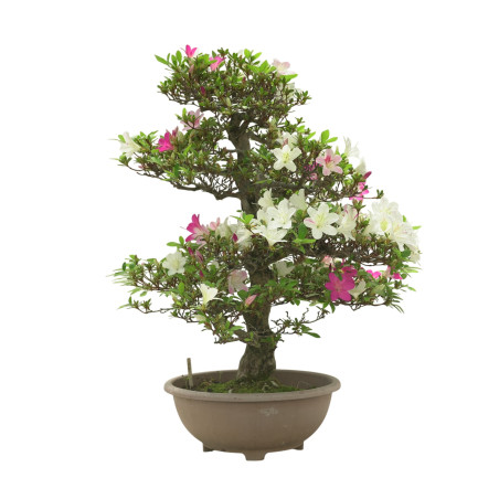AZALEA MIYABIHIME IB298