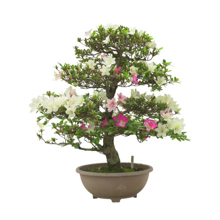 AZALEA MIYABIHIME IB298