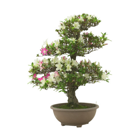 AZALEA MIYABIHIME IB298