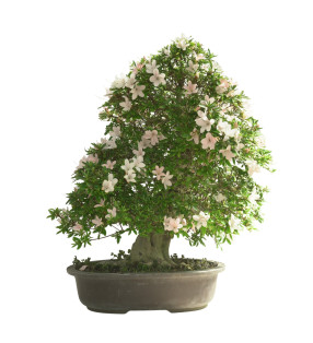 AZALEA KOZAN 15617