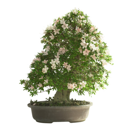 AZALEA KOZAN 15617