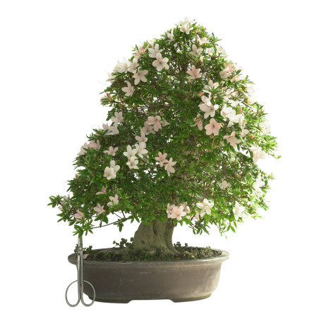 AZALEA KOZAN 15617