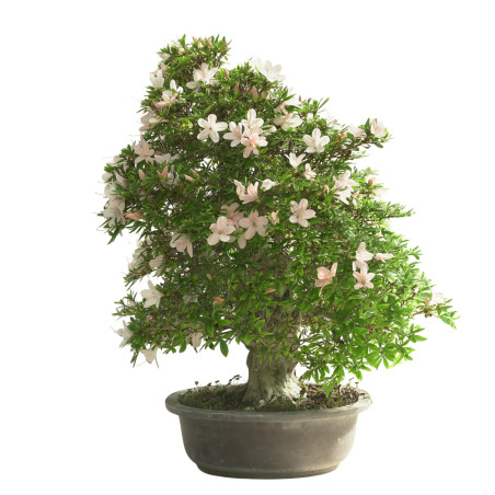 AZALEA KOZAN 15617