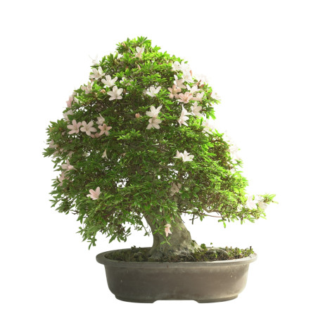 AZALEA KOZAN 15617