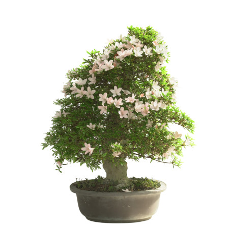 AZALEA KOZAN 15617