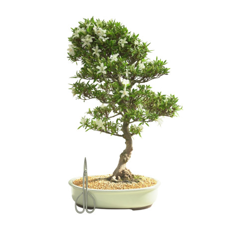 AZALEA BAILIN IB300