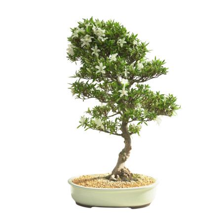 AZALEA BAILIN IB300