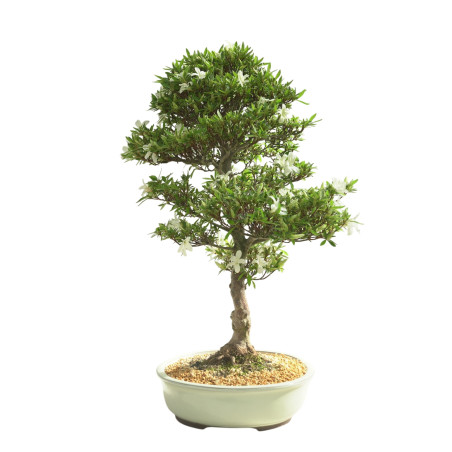 AZALEA BAILIN IB300