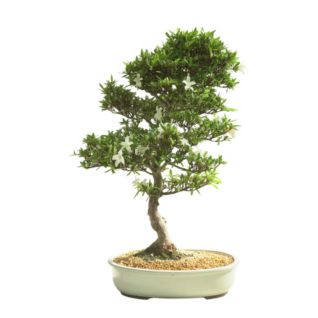 AZALEA BAILIN IB300