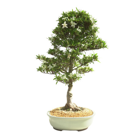 AZALEA BAILIN IB300