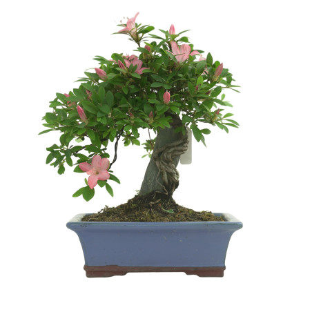 AZALEA AKANE IB290