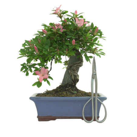 AZALEA AKANE IB290
