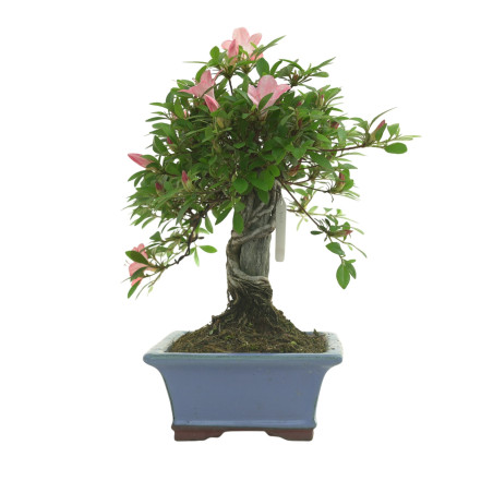 AZALEA AKANE IB290