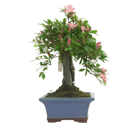 AZALEA AKANE IB290