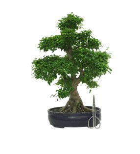 LIGUSTRUM OVALIFOLIUM 16600